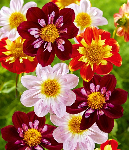 Dahlien-Mix 'Gartenzauber'
