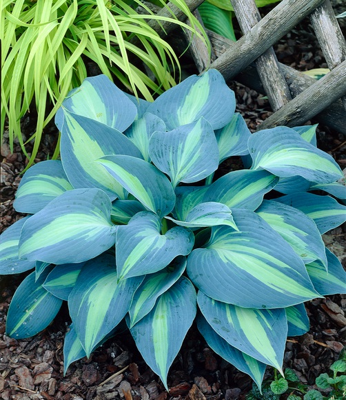 Schneckenresistente Hosta 'Touch of Class'