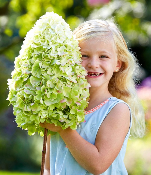 Freiland-Hortensie 'Herkules®'