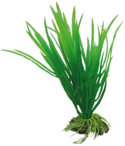HOBBY Cyperus 16 cm
