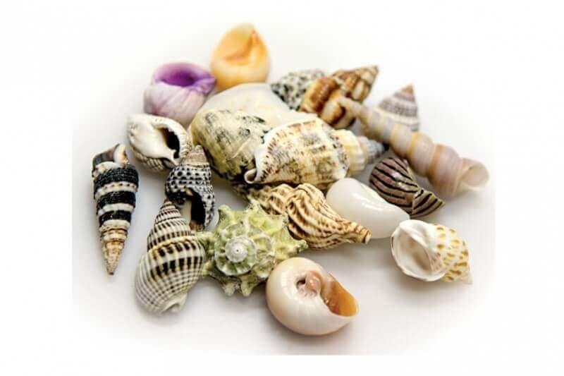 HOBBY Sea Shells Set S 20Stück