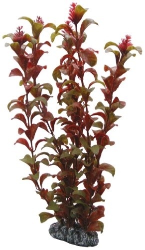 HOBBY Rotala 30 cm