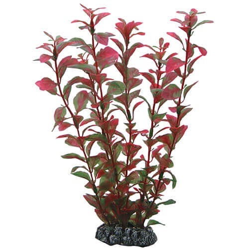 HOBBY Ludwigia 25 cm