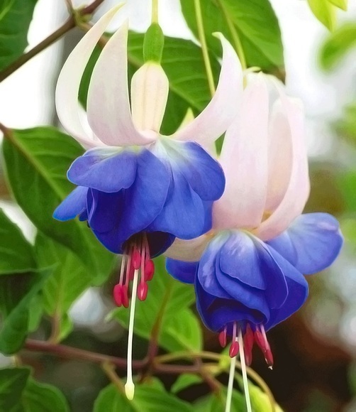 Winterharte Fuchsie ´Blue Sarah´ (3 Pflanzen)