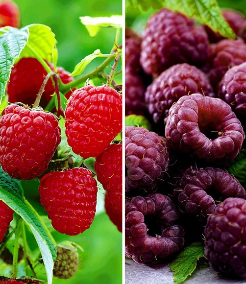 Himbeeren-Kollektion (2 Pflanzen)