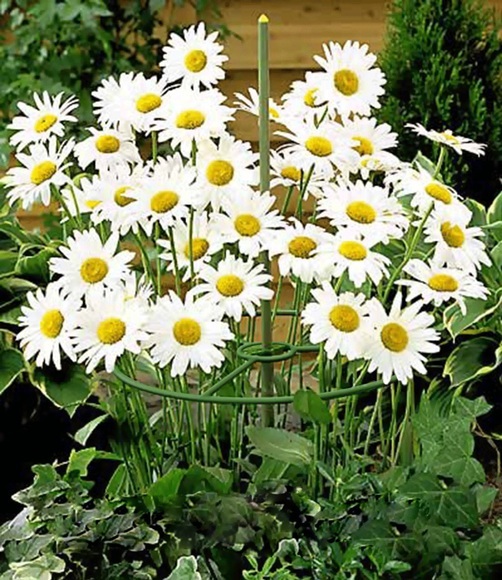 Rankhilfe 3er Set