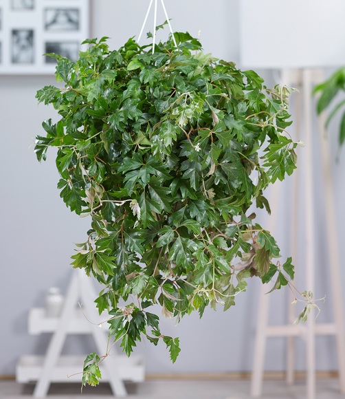 Hängepflanze Cissus (1 Pflanze)