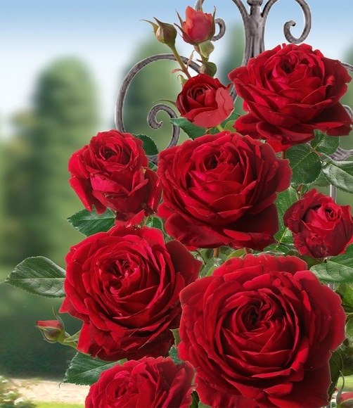 Kletter-Rose ´Messire Delbard®´ (1 Pflanze)