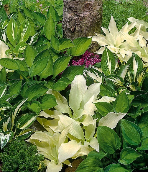 Hosta-Mix ´Exklusiv´ (3 Knollen)