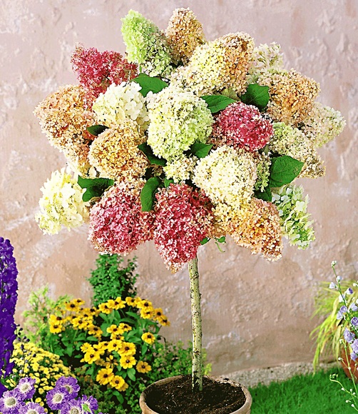Hortensien-Stämmchen ´Grandiflora´ (1 Pflanze)