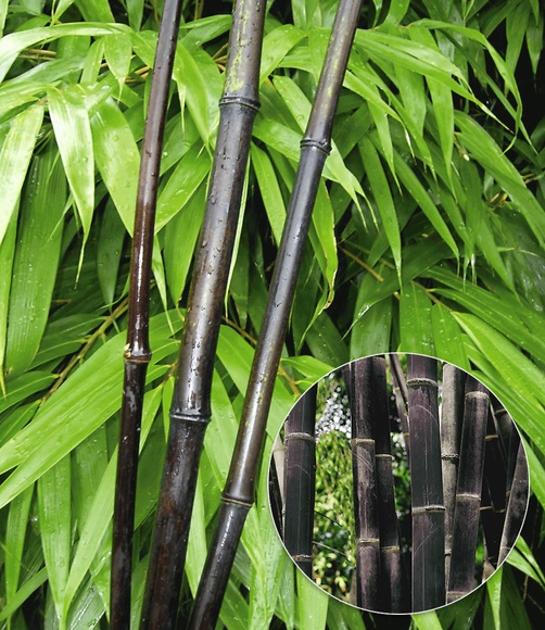 Schwarzer Bambus ´Black Bamboo´ (1 Pflanze)