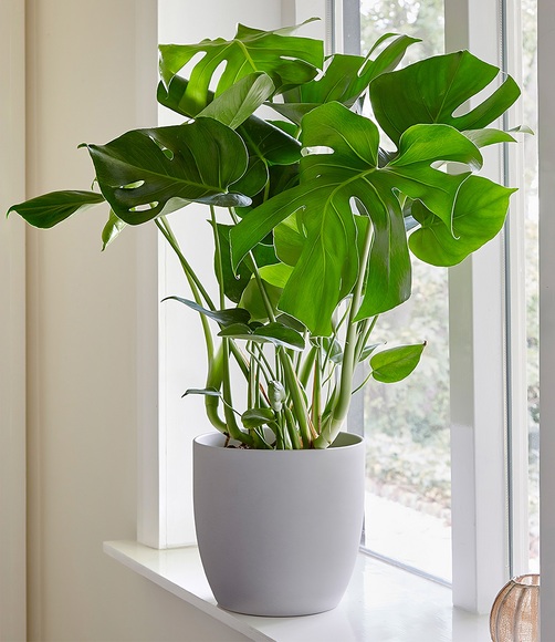 Monstera (1 Pflanze)