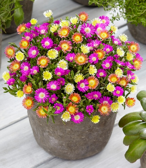 Winterharte Eisblumen ´Summer Mix´ (3 Pflanzen)