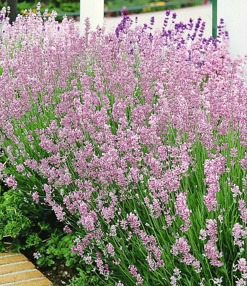 Duft-Lavendel ´Rosa´ (3 Pflanzen)