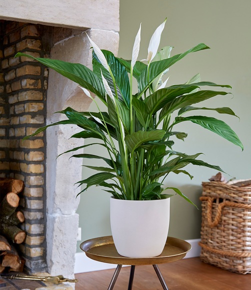 Spathiphyllum ca. 50 cm hoch (1 Pflanze)