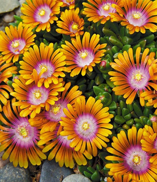 Delosperma ´Fire Spinner®´ (3 Pflanzen)