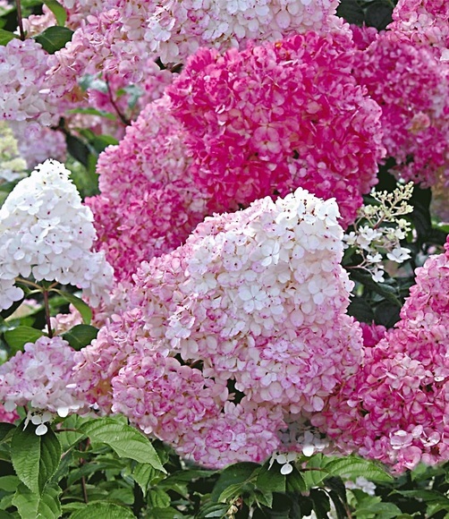 Freiland-Hortensie ´Vanille Fraise®´ im 2-Liter Topf (1 Pflanze)