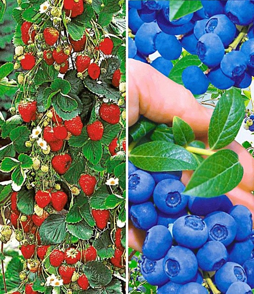 Beeren-Kollektion (4 Pflanzen)