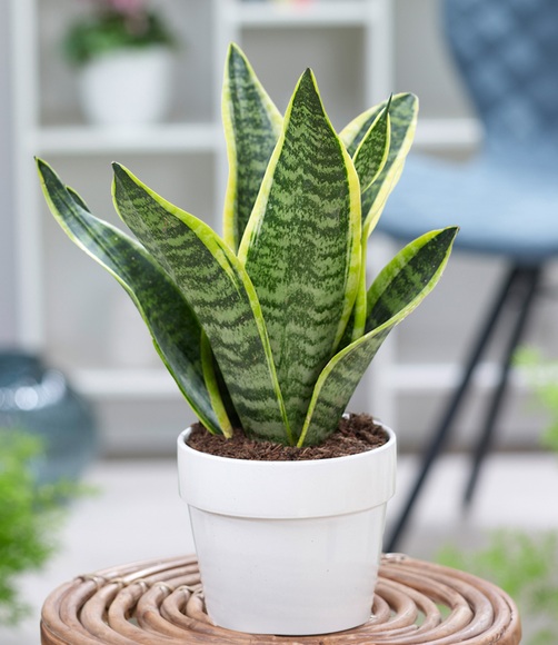 Sanseveria ´Futura Superba´ (1 Pflanze)