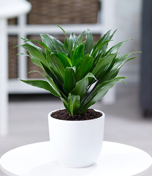Dracena ´Compacta´ (1 Pflanze)