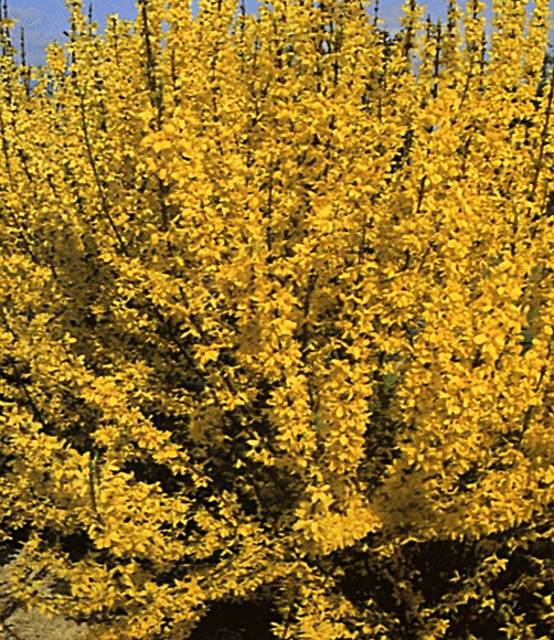 Forsythie (1 Pflanze)