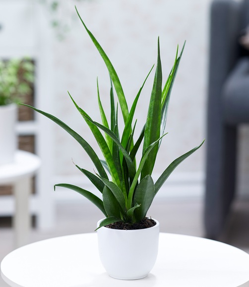 Sanseveria ´Kirkii´ (1 Pflanze)