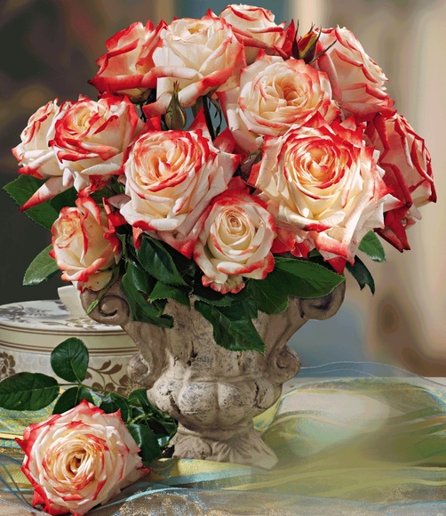 Parfum-Rose ´Impératrice Farah®´ (1 Pflanze)