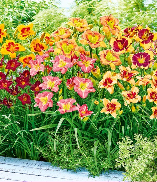 Taglilien-Mix 'Sommertraum'