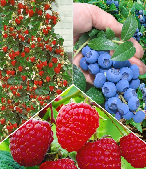 Beeren Naschgarten