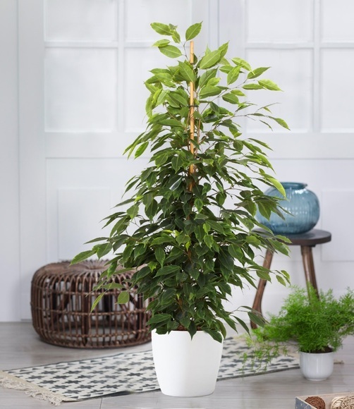 Ficus benjamini 'Exotica' ca. 80 cm hoch