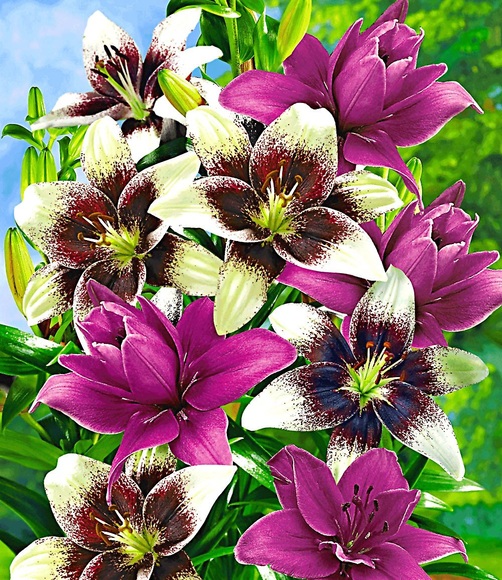 Lilien-Mix ´Tango & Lilac´ (5 Zwiebeln)