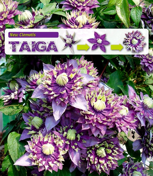 Clematis ´Taiga®´ (1 Pflanze)