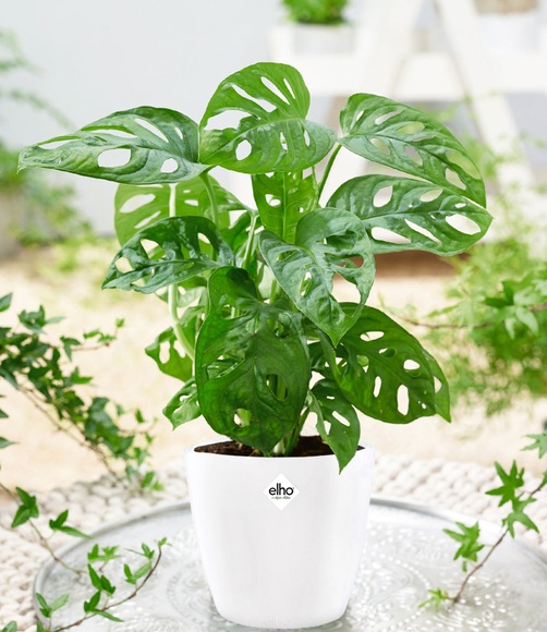 Monstera 'Monkey Leaf' inkl. Elho®-Übertopf 'Weiß'
