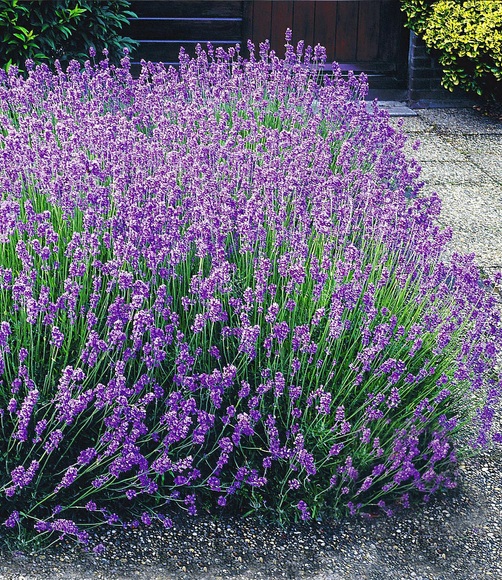 Blauer Duft-Lavendel (3 Pflanzen)