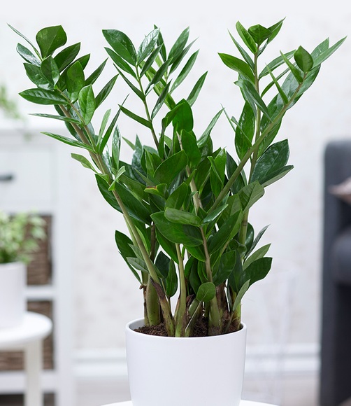 Zamioculcas ca. 40 cm hoch (1 Pflanze)