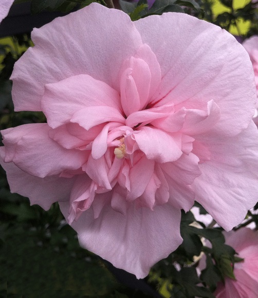 Gefüllter Hibiskus ´Chiffon®´ pink (1 Pflanze)