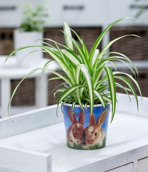 Chlorophytum ´Hase´ (1 Pflanze)