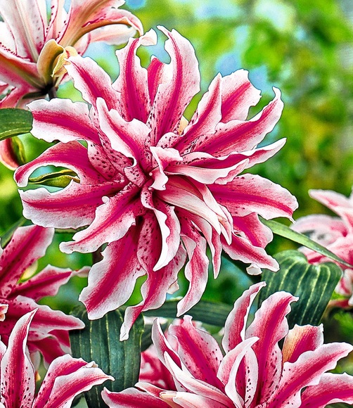 Riesen-Lilie 'Magic Star'