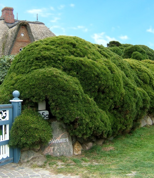 Pinien-Hecke (1 Pflanze)