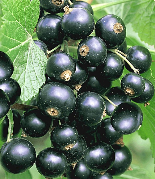 Johannisbeere ´Schwarze Titania´ (1 Pflanze)