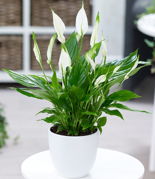 Spathiphyllum (1 Pflanze)