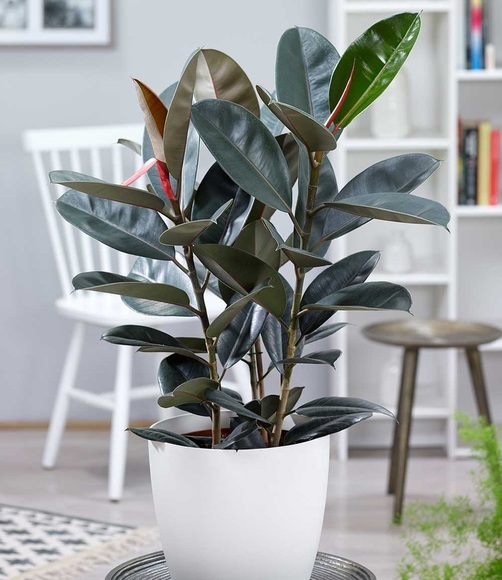 Gummibaum ´Abidjan´ ca. 70 cm hoch (1 Pflanze)