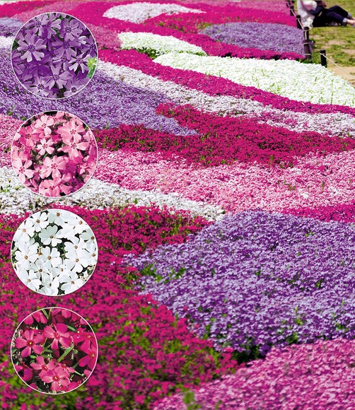 Phlox-Mix ´Flowers of the Sea´ (4 Pflanzen)