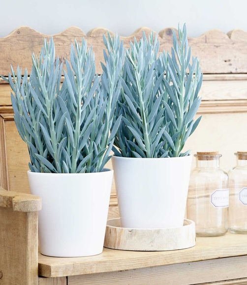 Senecio Aquarine® ´Mount Everest´ (1 Pflanze)