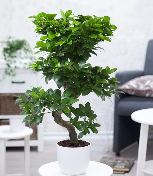 Zimmerbonsai Ficus ´Ginseng´ ca. 50 cm hoch (1 Pflanze)