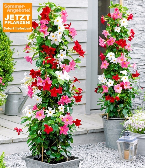 Mandevilla 'Magic Trio'