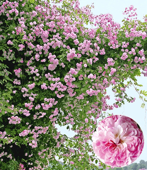Rambler-Rose ´Paul´s Himalayan Musk Rambler´ (1 Pflanze)