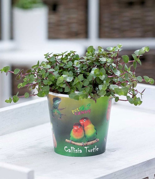 Callisia ´Turtle´ (1 Pflanze)