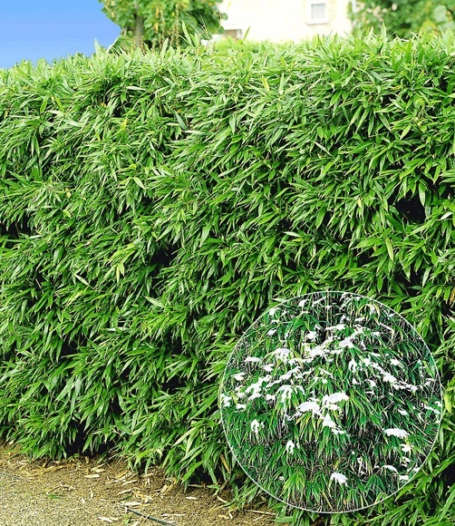 Winterharte Bambus-Hecke im 2-Liter Container (5 Pflanzen)