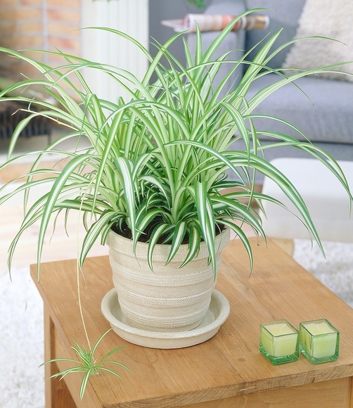 Chlorophytum ´Variegatum´ (1 Pflanze)